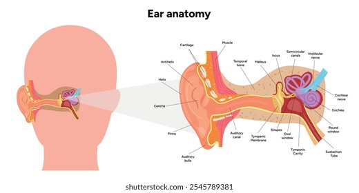 Anatomía de la estructura y función del oído interno. Sistema vestibular del oído humano