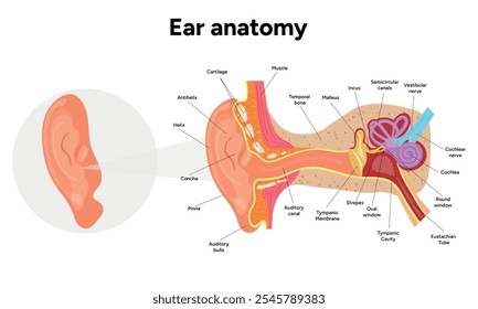 Estrutura do ouvido interno e anatomia da função. Sistema vestibular do ouvido humano