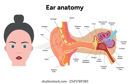Inner Ear structure and function anatomy. Human ear vestibular system