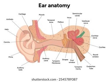 Inner Ear structure and function anatomy. Human ear vestibular system