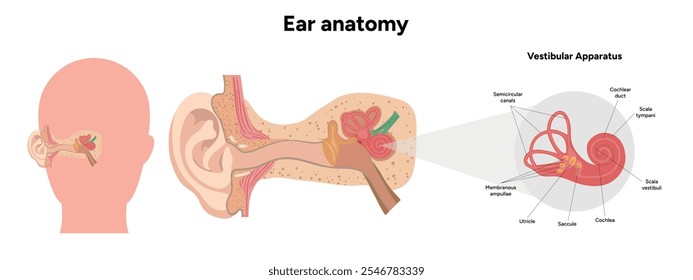 Anatomía de la estructura y función del oído interno. Sistema vestibular del oído humano