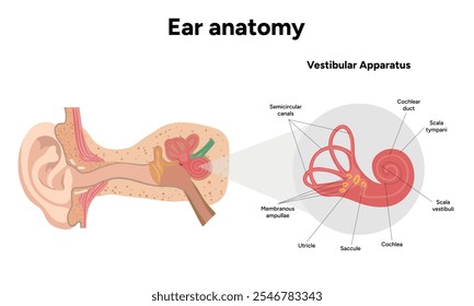 Inner Ear structure and function anatomy. Human ear vestibular system