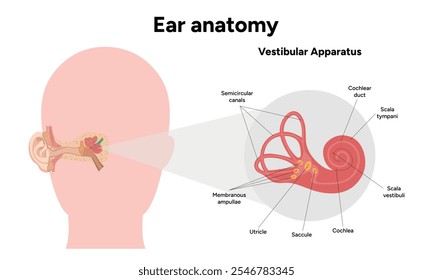 Inner Ear structure and function anatomy. Human ear vestibular system