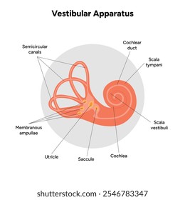 Anatomía de la estructura y función del oído interno. Sistema vestibular del oído humano