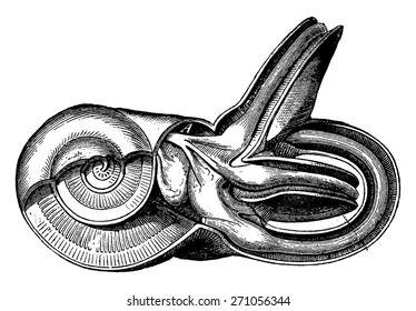 Inner ear, vintage engraving.