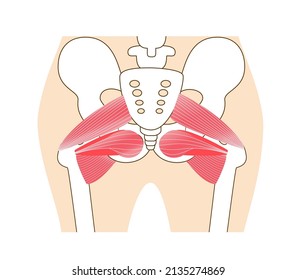 Inner muscle illustration of hip external rotation six muscles