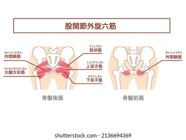 Ilustración muscular interna de la rotación externa de la cadera seis músculos Traducción:
Grupos musculares mayores en las nalgas