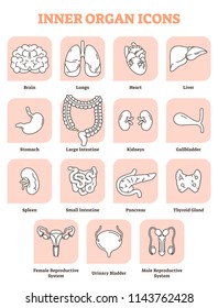 Inner organ icons vector illustration collection set. Labeled medical and anatomical human brain, lungs, heart, liver, kidneys and stomach. All male and female reproductive internal body parts.
