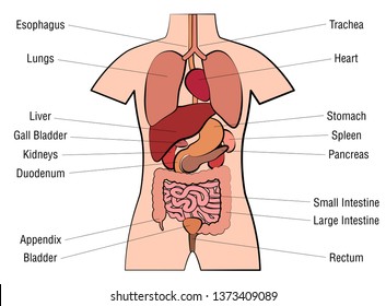 Human Organ Location Chart