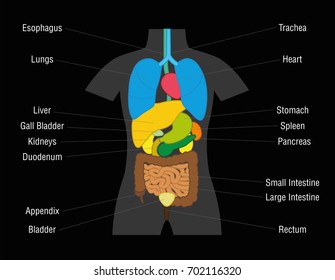 Labeled Diagram of the Human Kidney Images, Stock Photos & Vectors