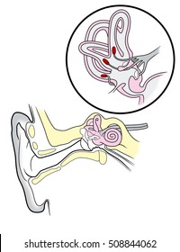 The inner and outer ear section on a white background