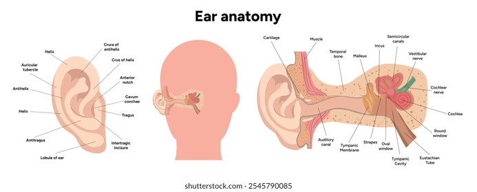 Estructura y función del oído interno y externo. Sistema vestibular del oído humano