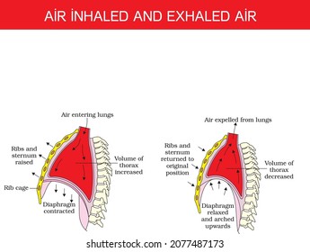 Inner and outer structure of human lungs, the process of gas exchange called respiration, oxygen from incoming air enters the blood, and carbon dioxide, a waste gas from the metabolism