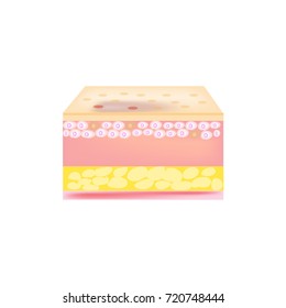 The inner surface of the skin is destroyed, exposing the outer skin.