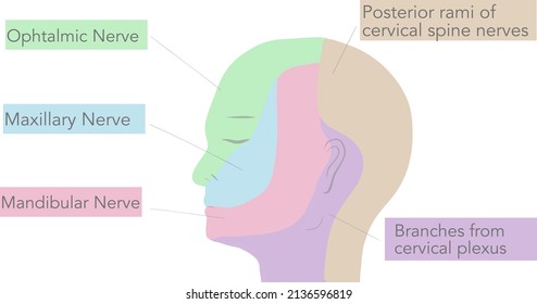 Nervous trigeminal Images, Stock Photos & Vectors | Shutterstock