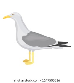
An innocent face bird with white feathers representing gull 
