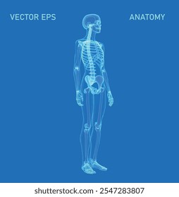 An innovative low-poly wireframe representation of the human figure, showcased against a dynamic blue backdrop. This abstract anatomy design radiates a cutting-edge, futuristic appeal.