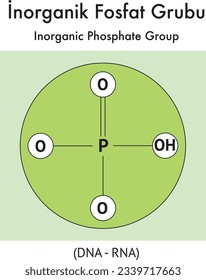 Grupo de Fosfato Inorgánico, ADN, ARN, Bono de Glicósido, Azúcar, Glucosa, Fructosa, Deshidratación, Hidrolisis, Sacarosa, Química, Lección Química, Molécula, Átomo, Elemento