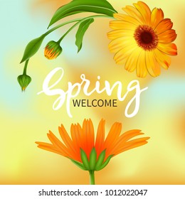 Inscription Welcome spring in background blooming flowers of calendula.Vector illustration