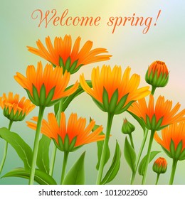 Inscription Welcome spring in background blooming flowers of calendula.Vector illustration