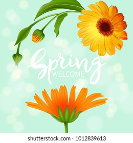 Inscription Welcome spring in background blooming flowers of calendula.Vector illustration