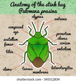 Insect anatomy. shield bug. Palomena prasina. Sketch of shield bug.  shield bug Design for coloring book. hand-drawn shield bug. Vector illustration