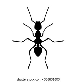 Insect anatomy. Silhouette Formica exsecta. Sketch of ant. Ant . hand-drawn silhouette ant. Vector illustration