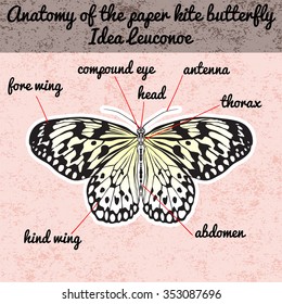 Insect anatomy. Sticker Butterfly Idea Leuconoe. Rice Paper Kite . Sketch of Butterfly. Butterfly Design for coloring book. hand-drawn Butterfly. Hand drawn Vector illustration