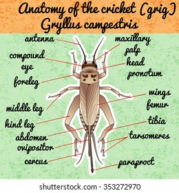 Insect anatomy. Sticker cricket. grig. Gryllus campestris. Sketch of cricket. cricket Design for coloring book. hand-drawn cricket. Vector illustration