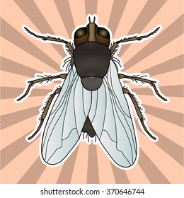 Insect anatomy. Sticker fly. Musca domestica.. Insect. a realistic fly. fly silhouette. fly Design for coloring book. hand-drawn fly. Vector illustration