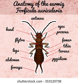 Insect anatomy. Sticker Forficula auricularia. Earwig. Sketch of Earwig.Earwig Design for coloring book. hand-drawn outline Earwig. Vector illustration