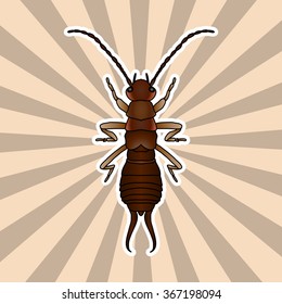 Insect anatomy. Sticker Forficula auricularia. Earwig. Sketch of Earwig.Earwig Design for coloring book. hand-drawn outline Earwig. Vector illustration