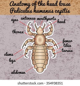 Insect anatomy. Sticker  head human louse. Pediculus humanus capitis. Sketch of louse. louse Design for coloring book. hand-drawn louse. Vector illustration