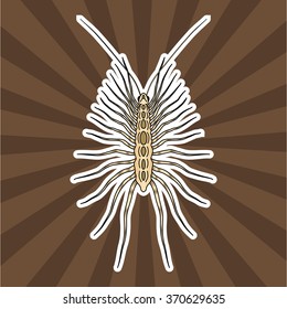 Insect anatomy. Sticker Scutigera coleoptrata. millipede.  House centipede Sketch of millipede.  millipede Design for coloring book. hand-drawn millipede. Vector illustration