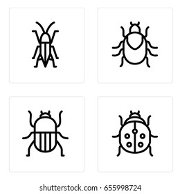 Insect Animal