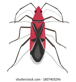 naturaleza animal insecto naturaleza vectorial naturaleza mosca
