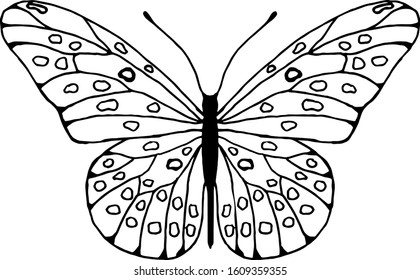 Insect for anti stress coloring book. Top view of butterfly. Hand drawn sketch isolated on white. Black and white line art for packaging, logo, label, icon. Vector illustration of insect.