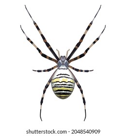 insect, arthropod, arachnid, argiope brunnich, tiger spider close-up on a white background