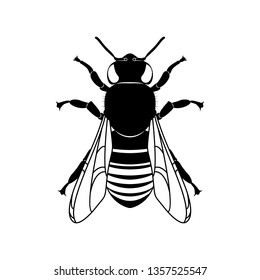 Insect bee, black and white bee silhouette isolated on white. Animals, nature, wildlife. Sign and symbol. Flat design. Vector EPS10