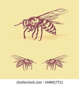 Insect Bee vector hand drawn