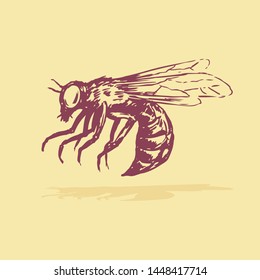 Insect Bee vector hand drawn