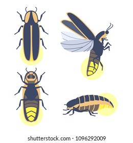 Insect beetle firefly. Vector set of four simple flat drawings with different angles. Males and female.