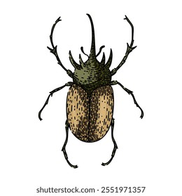 insect beetle hand drawn. scarab carapace, antennae elytra, entomology biodiversity insect beetle vector sketch. isolated color illustration