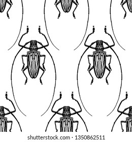 Insect beetle isolated on white background. Seamless pattern. Black and white sketch. Realistic drawing bug. Vector illustration.