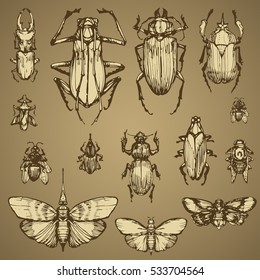 Insect beetles and moth sketch hand drawn vector set vintage collection