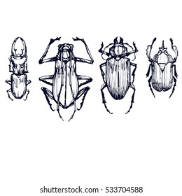 Insect beetles  sketch hand drawn vector set vintage collection