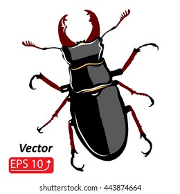  Insect black red Stag beetle (Lucanus cervus) isolated on white background vector illustration