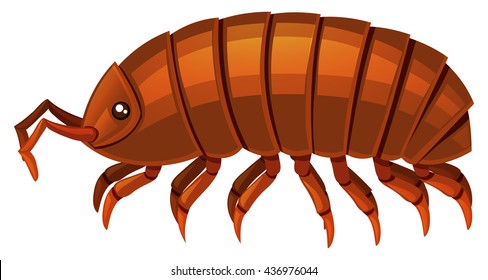 Insect with brown shell illustration