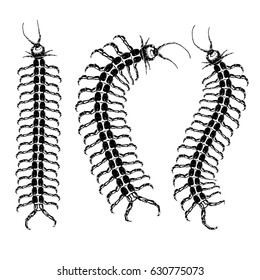 Insect, bug, centipede. Trendy embroidery stippling and hatching, shading style. Stipple art. Vector.