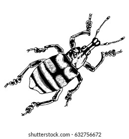 Insect, bug, scarab beetle. Trendy embroidery stippling and hatching, shading style. Stipple art. Vector.